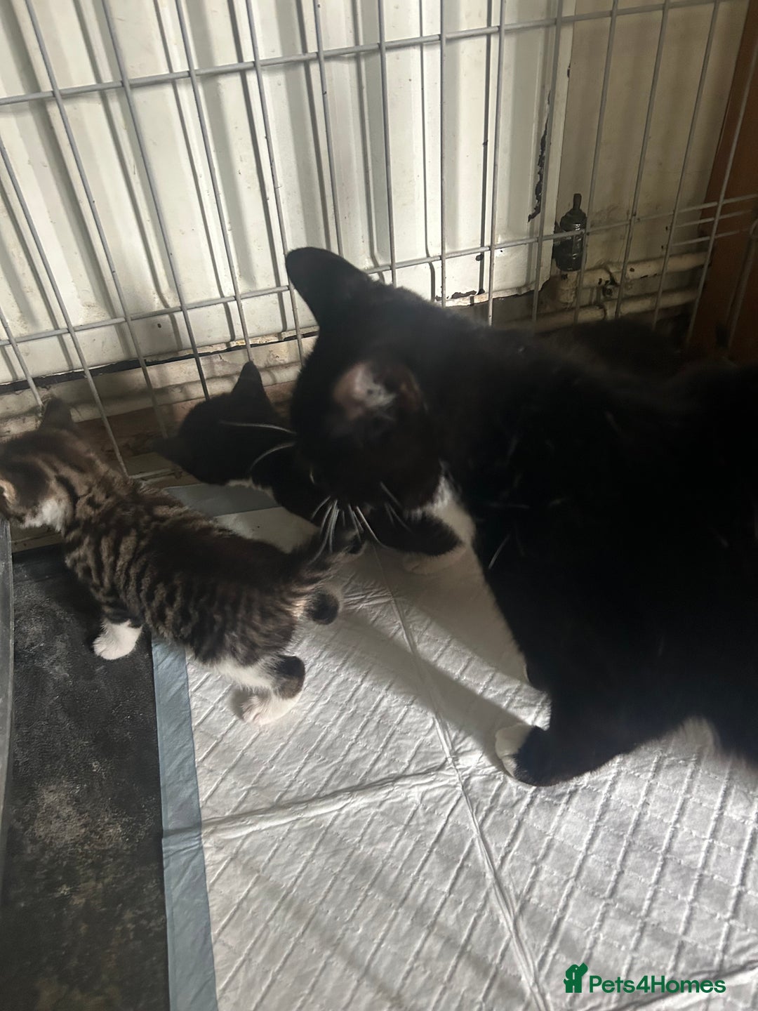 Mixed Breed cats for sale: Adorable kittens waiting for a good home - Image 1