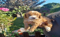 Cockapoo dogs for sale: Last one cockerpoo boy foxred  - Image 14