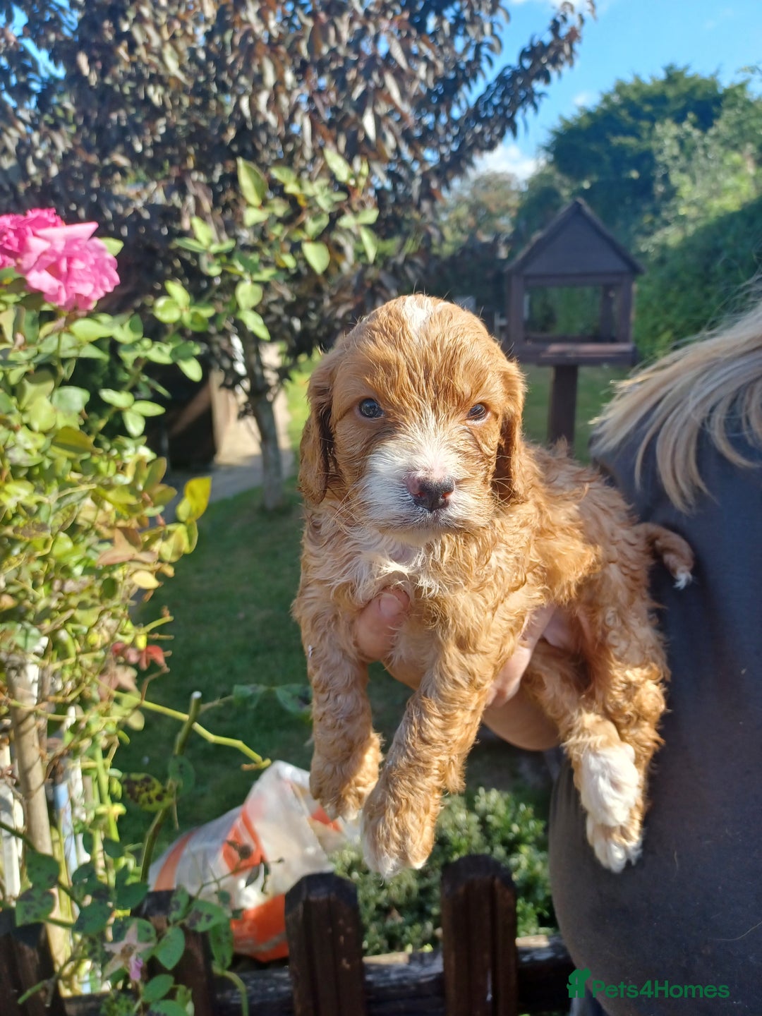 Cockapoo dogs for sale: Last one cockerpoo boy foxred  - Image 14