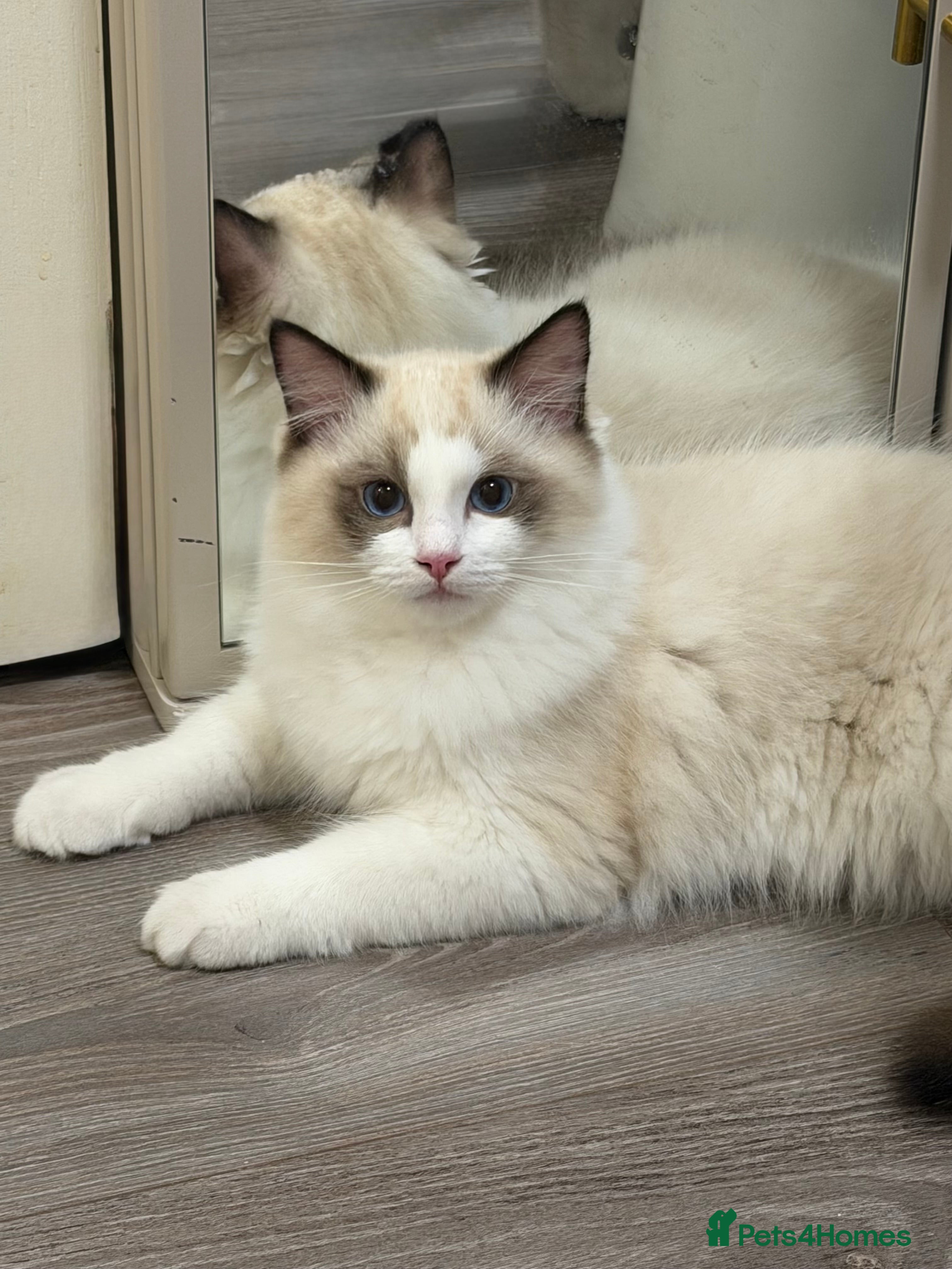 Ragdoll cats Handsome GCCF Registered Ragdoll Boys 😻 - Advert 18