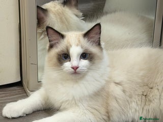 Ragdoll cats Handsome GCCF Registered Ragdoll Boys 😻 - Advert 1