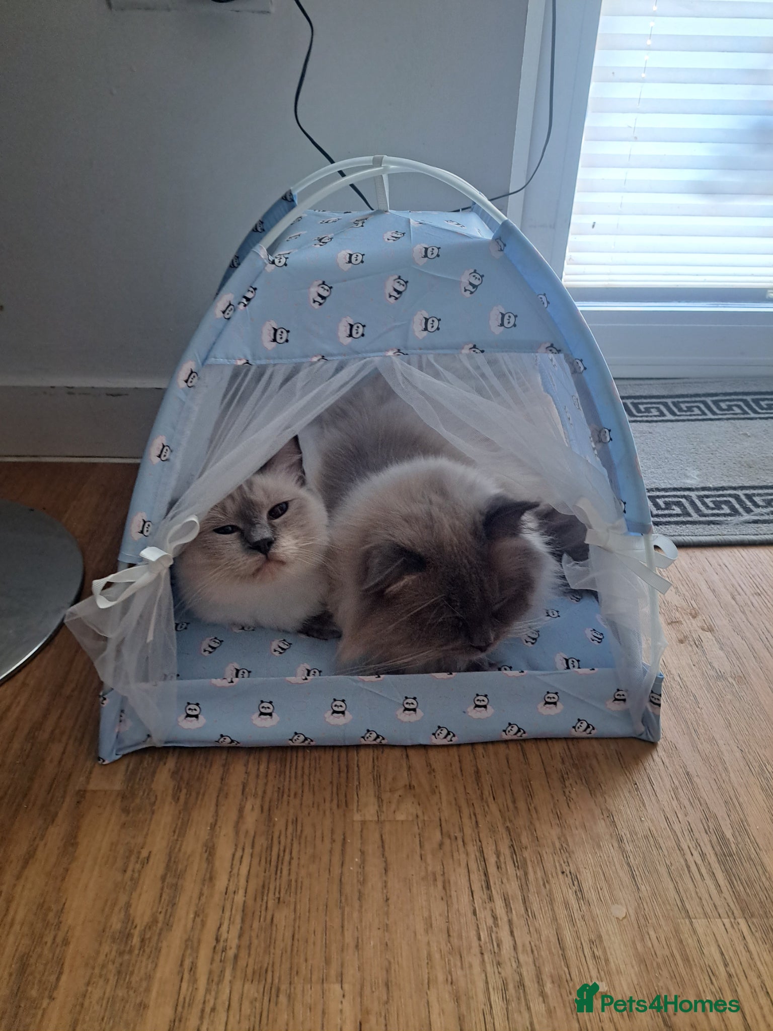 Ragdoll cats beautiful ragdolls - Advert 1