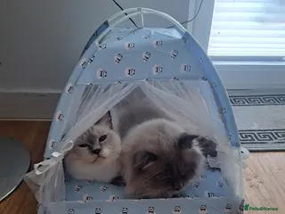 Ragdoll cats beautiful ragdolls - Advert 1