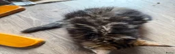 Maine Coon cats for sale: 1 LEFT! Gorgeous Male Maine Coon Cross Kitten! - Advert 3