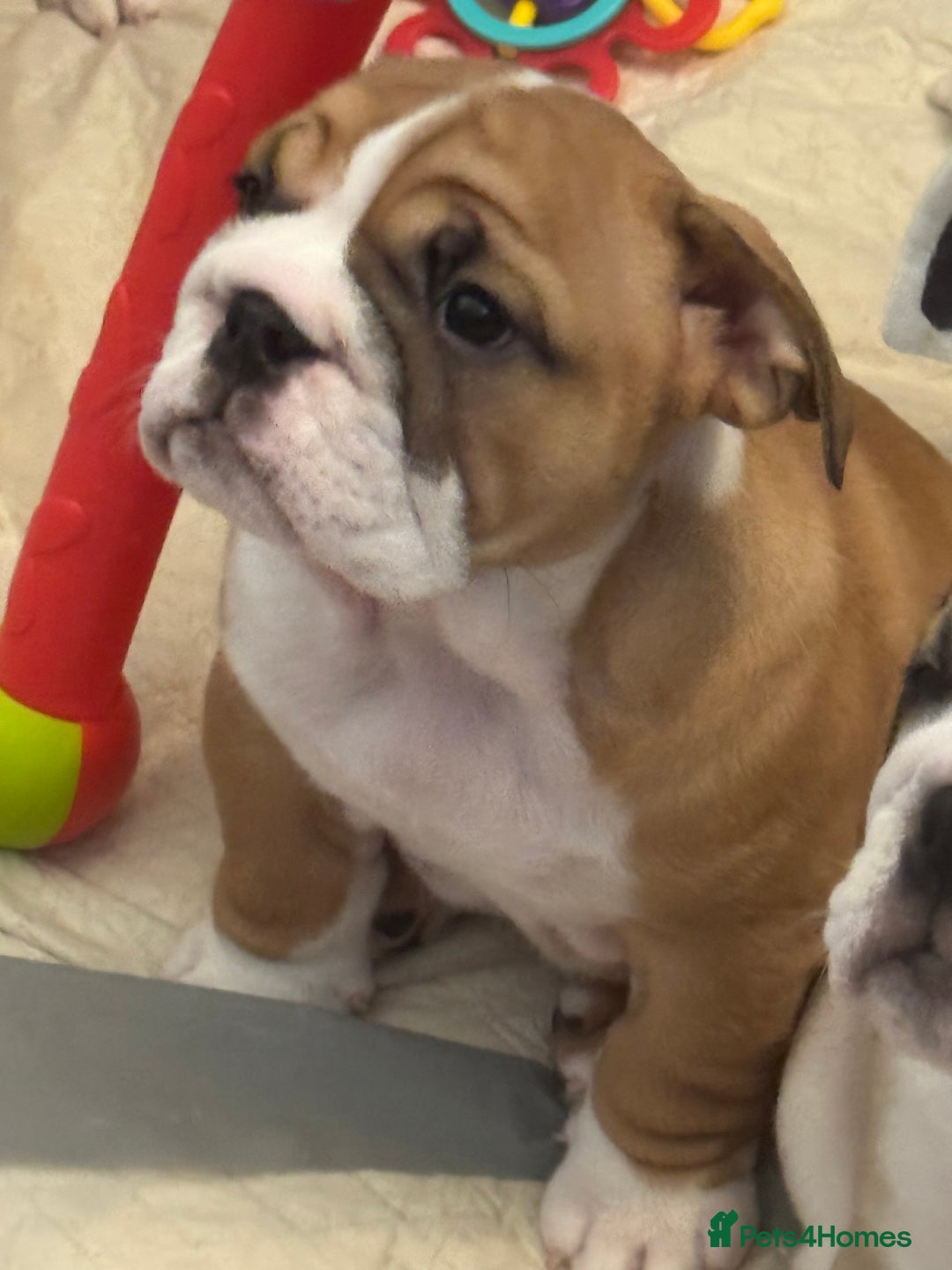 English Bulldog dogs for sale: Stunning little girl ready to go this weekend  - Image 4