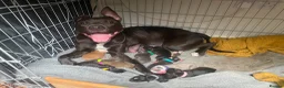 Mixed Breed dogs for sale: Staffie Mix litter of 10 - Advert 1