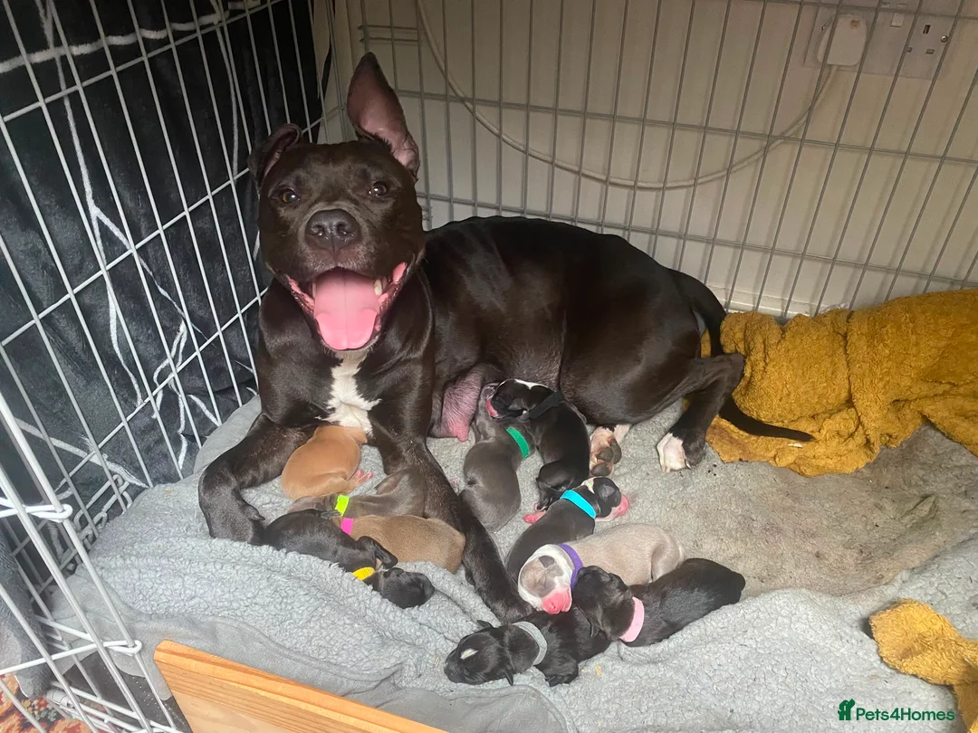 Mixed Breed dogs for sale: Staffie Mix litter of 10 - Advert 1