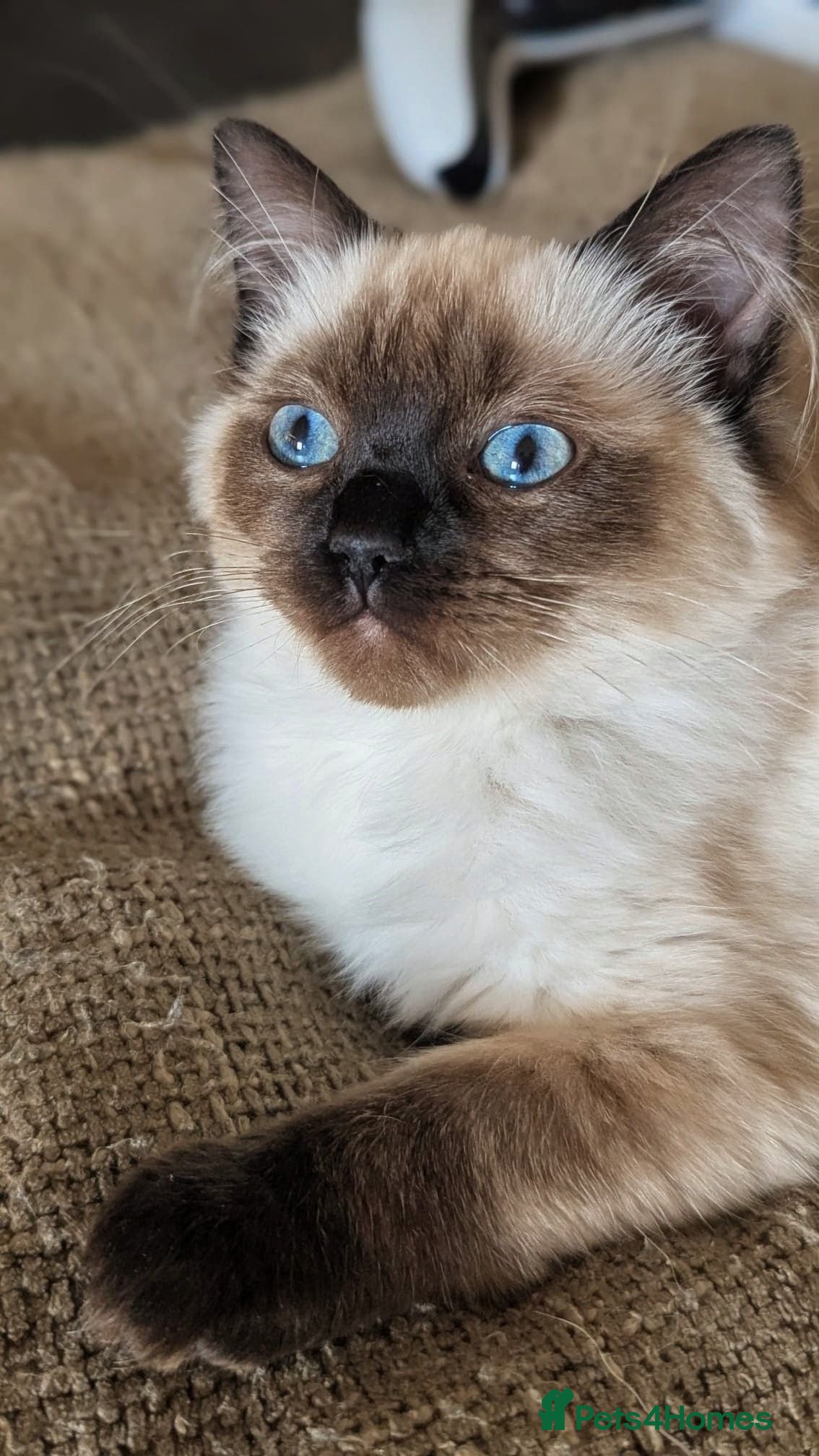 Ragdoll cats Baby buttons, pure ragdoll. READY TO LEAVE 💖💖💖 - Advert 1