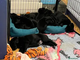 Labrador Retriever dogs Beautiful show bitch available - Advert 1