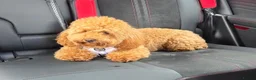 Poochon dogs for sale: Poppy is looking for the right home 🐾 - Advert 5