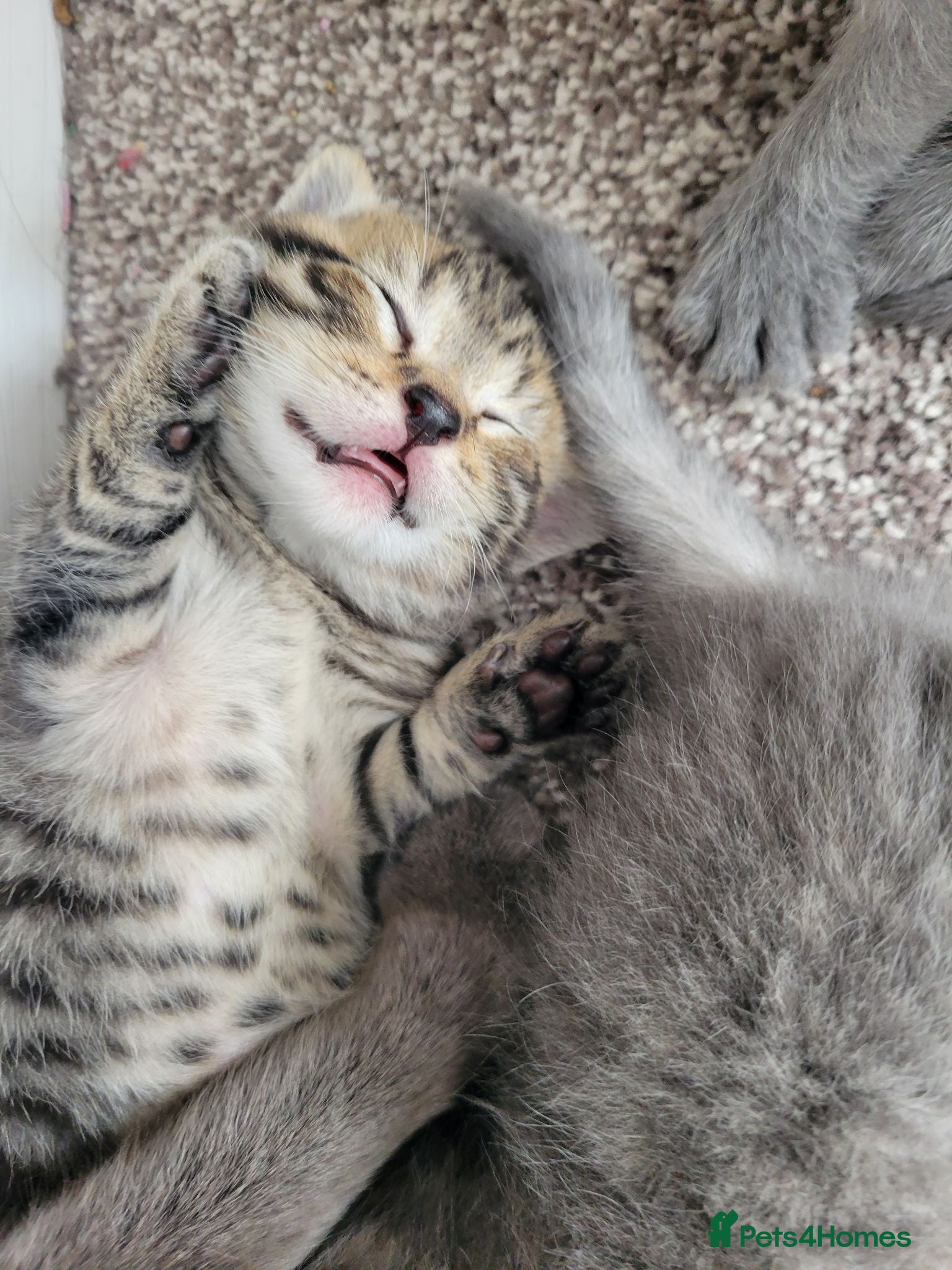 British Shorthair cats Half british shorthair/Tabby kitten - Advert 1