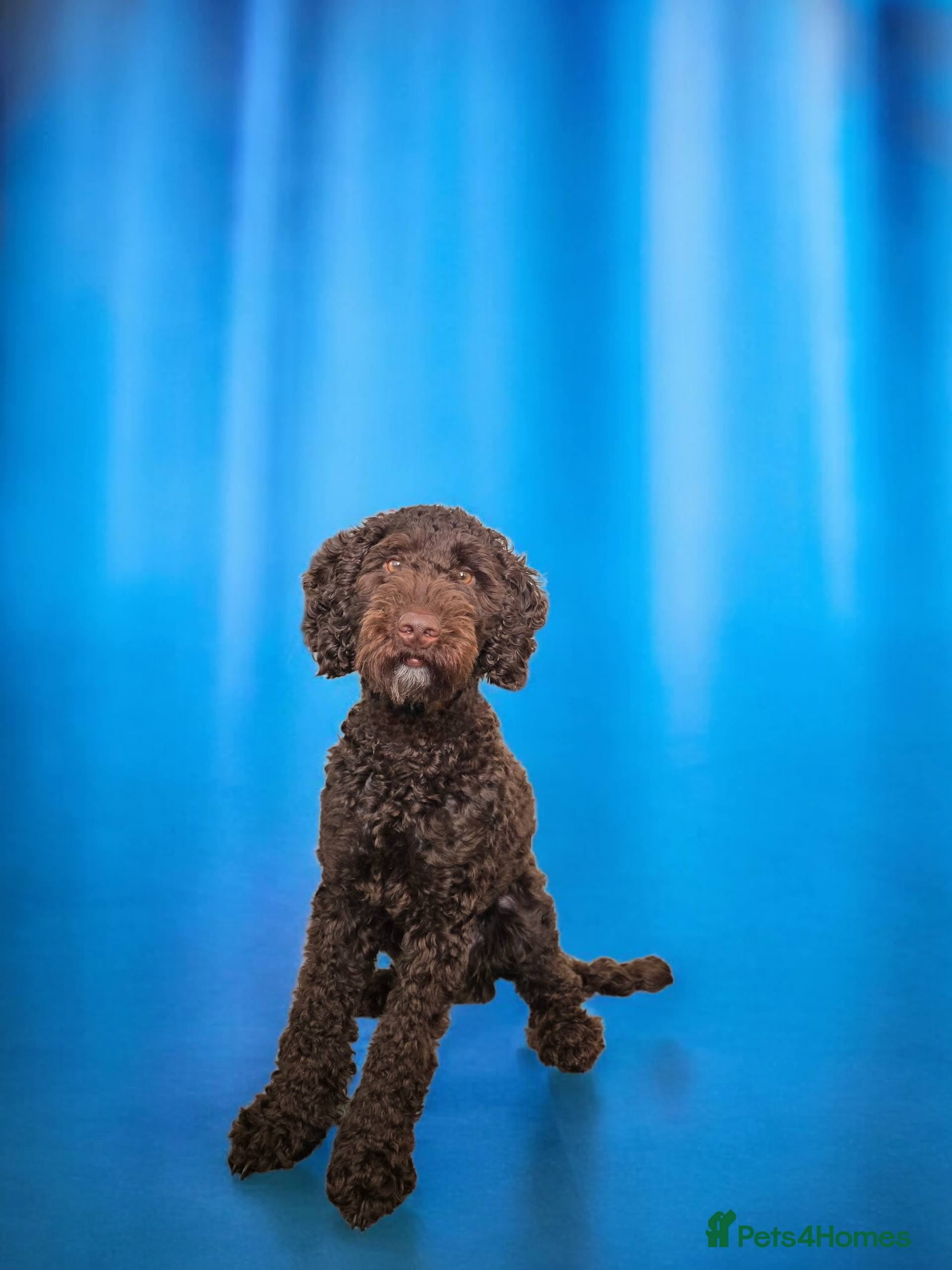 Cockapoo dogs Chocolate brown cockapoo puppy  - Advert 1