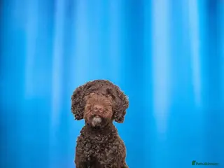 Cockapoo dogs Chocolate brown cockapoo puppy - Advert 1