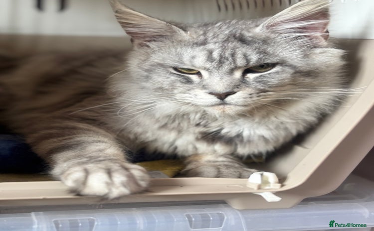 Maine Coon cats in Frome - Advert 6