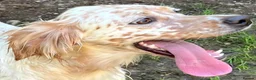 English Setter dogs for adoption: Sua   in Newcastle upon Tyne - Advert 5