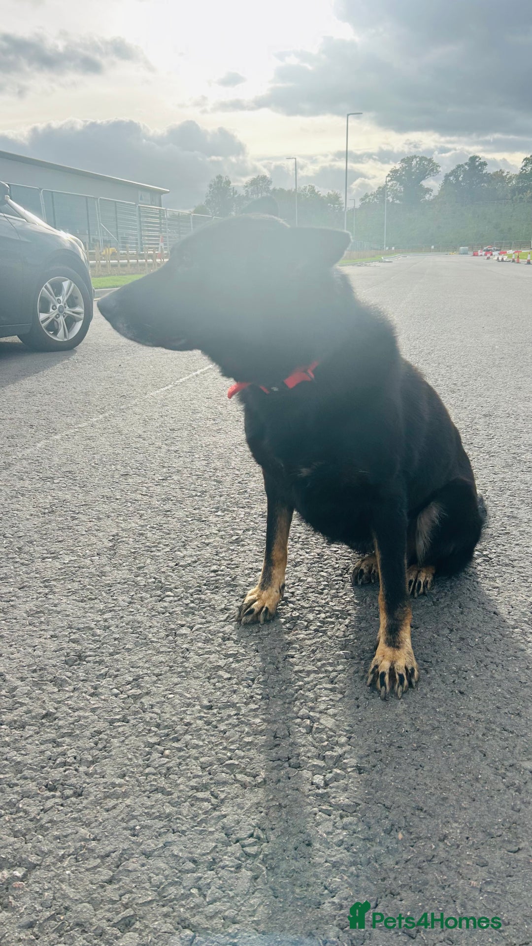 German Shepherd dogs for sale: 🐾 Trained German Shepherd “Cuba”Loving Family Dog - Image 12