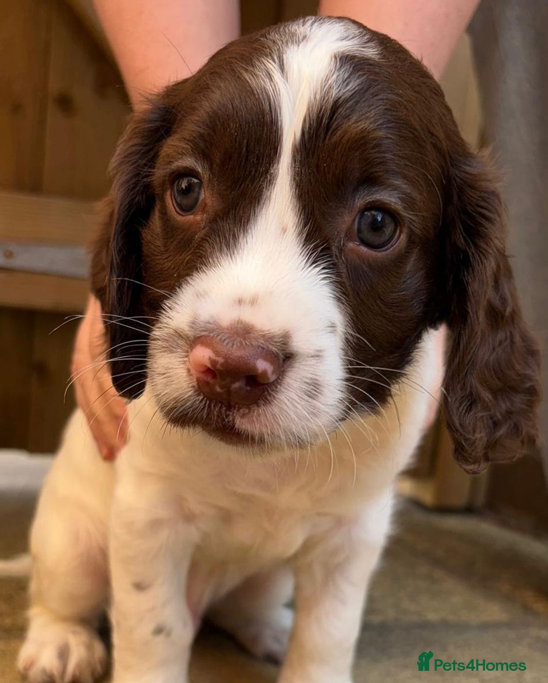 English Springer Spaniel dogs for sale: Beautiful English springer spaniel puppies - Image 2