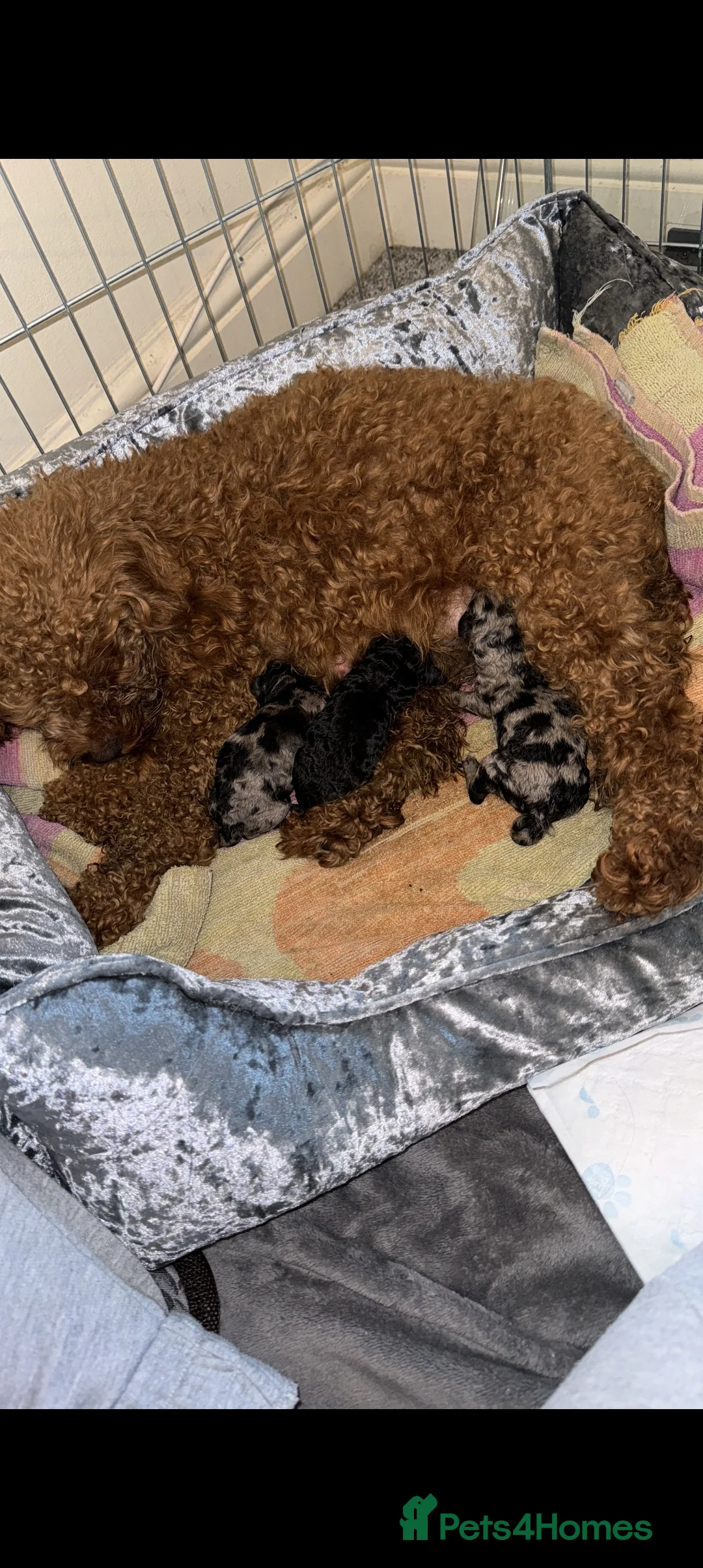 Miniature Poodle dogs for stud: DWKC  merle miniature poodle. Fully health tested  in Walsall - Advert 19