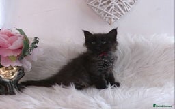 Maine Coon cats for sale: 2 kittens left In Search of Loyal Human Servant - Image 15