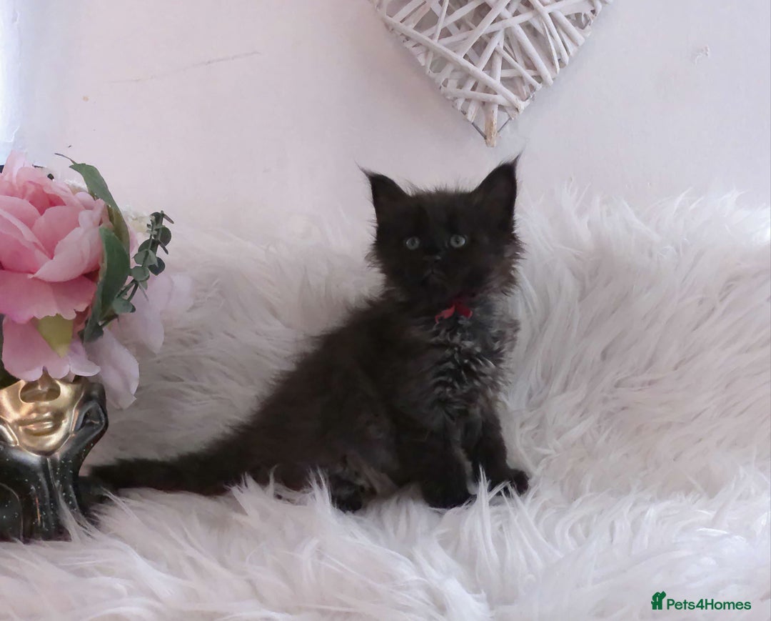 Maine Coon cats for sale: 2 kittens left In Search of Loyal Human Servant - Image 15