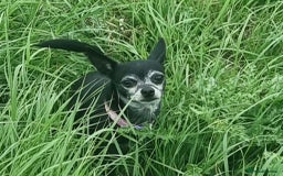 Chihuahua dogs for sale: FREE - Loving Chihuahua looking for home - Image 4