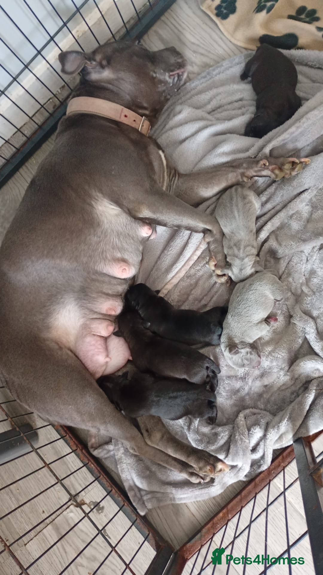 Staffordshire Bull Terrier dogs Stunning Staffordshire Bull Terrier Puppies - Advert 4