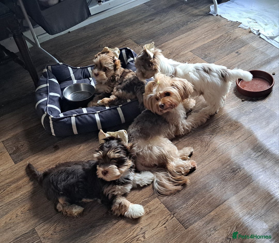Yorkshire Terrier dogs for sale: 1 Boy & 3 Girls with Unique Coats - Advert 11