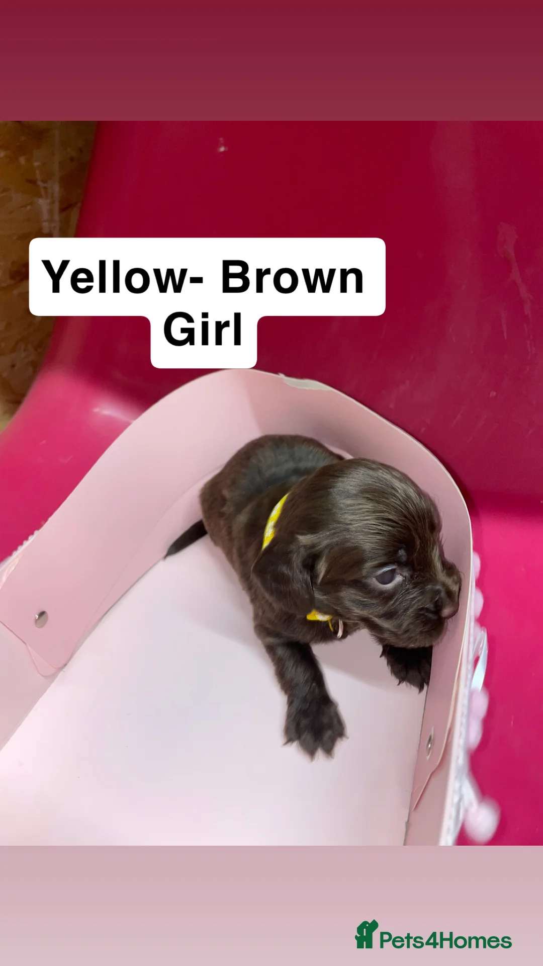 Cocker Spaniel dogs for sale: Brown and Black Cocker Spaniels in Milton Keynes - Advert 2