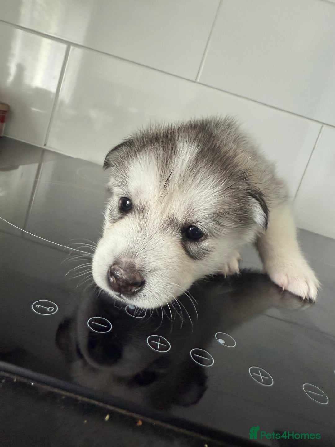 Siberian Husky dogs for sale: Male Siberian Husky Pups  - Image 7