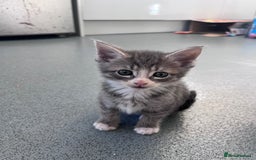 Mixed Breed cats for sale: Mainecoon/Bengal X kittens - Image 11