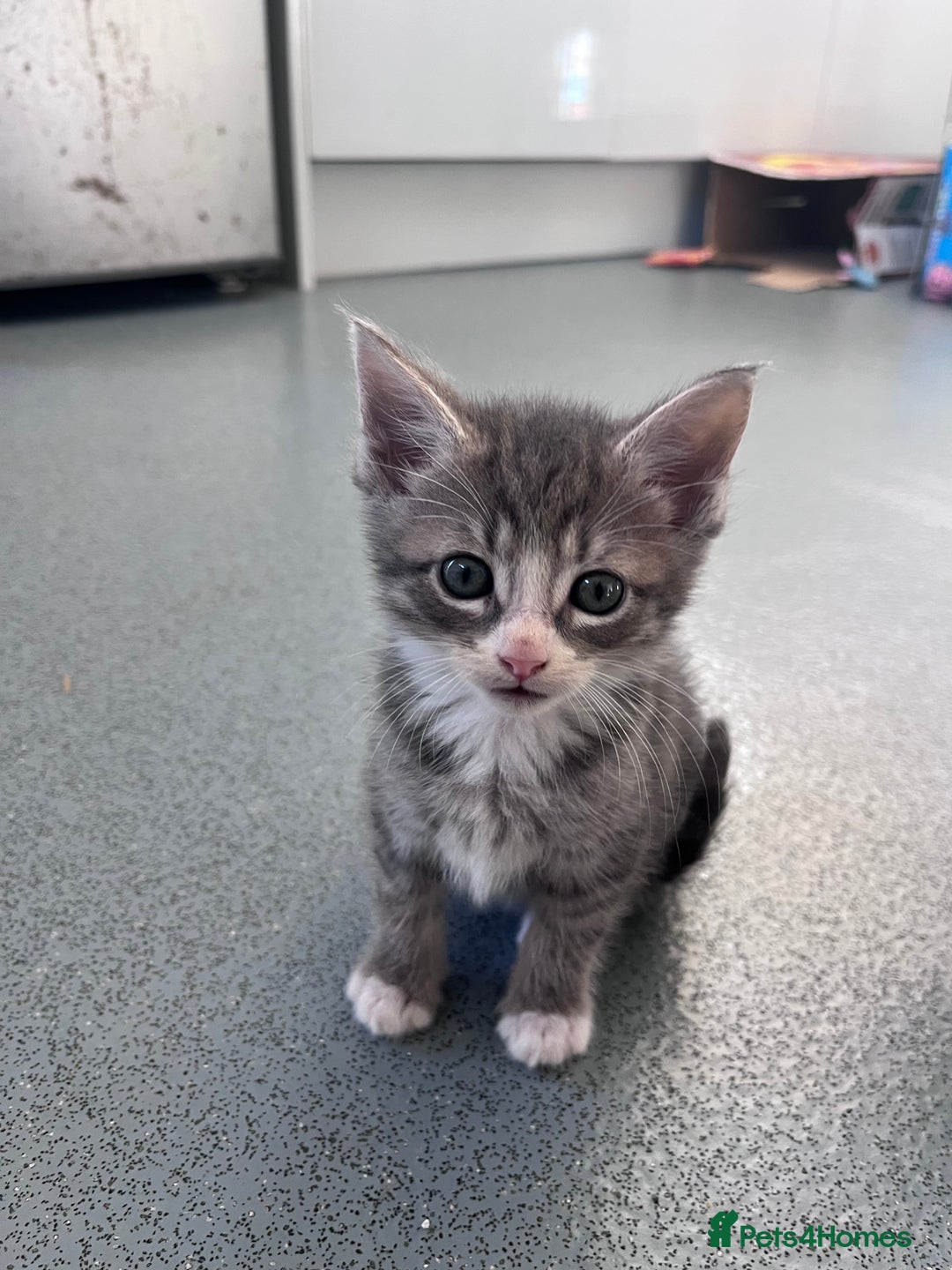 Mixed Breed cats for sale: Mainecoon/Bengal X kittens - Image 11