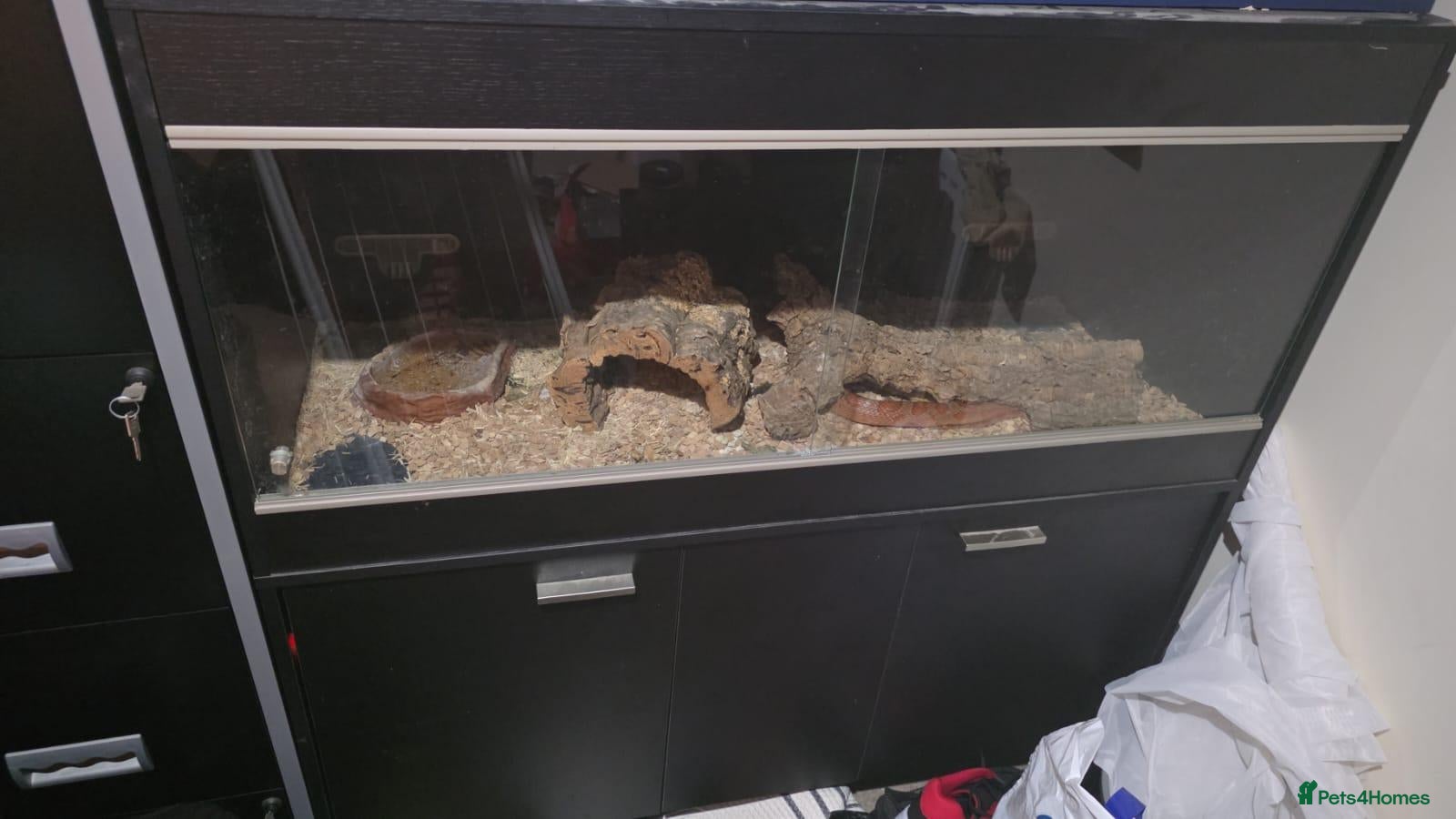 Corn Snake reptiles 2 common corn snakes - Advert 12