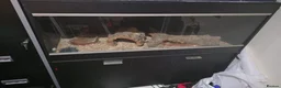 Corn Snake reptiles for sale: 2 common corn snakes in Milton Keynes - Advert 1