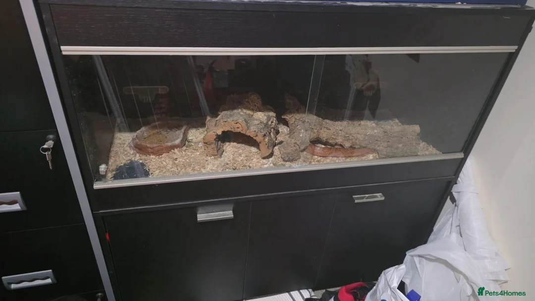 Corn Snake reptiles for sale: 2 common corn snakes in Milton Keynes - Advert 1