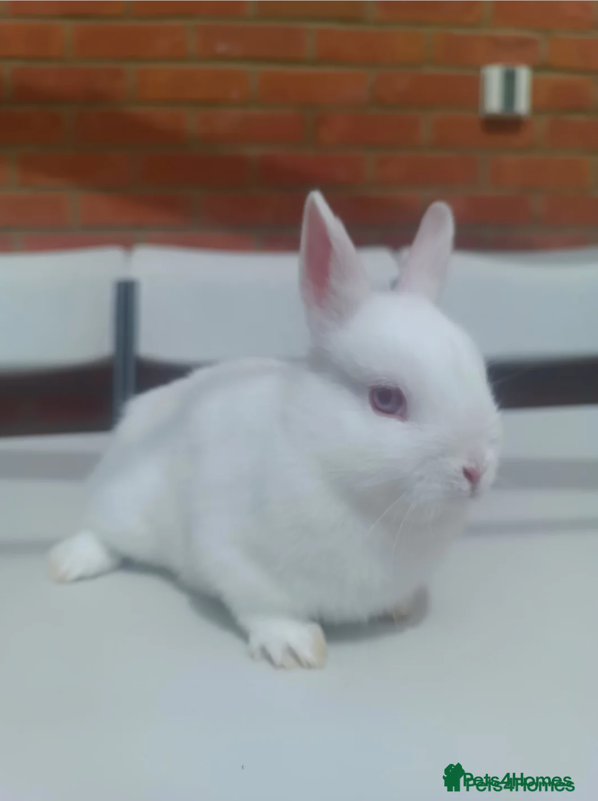 Netherland Dwarf rabbits Netherland Dwarf Red Eyed Rabbit (Sold) - Advert 6
