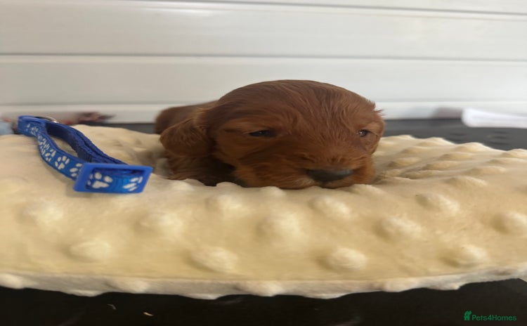 Cockapoo dogs Stunning 5  fully health tested  cockapoos  - Advert 15