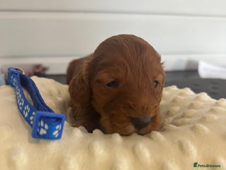 Cockapoo dogs Stunning 5 fully health tested cockapoos - Advert 1