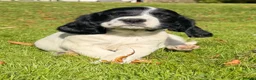 English Springer Spaniel dogs for sale: SPRINGER SPANIEL PUPPIES in Broxburn - Advert 7