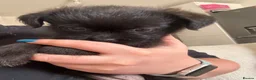 Affenpinscher dogs for sale: Affenpinscher puppy’s for sale - Advert 4