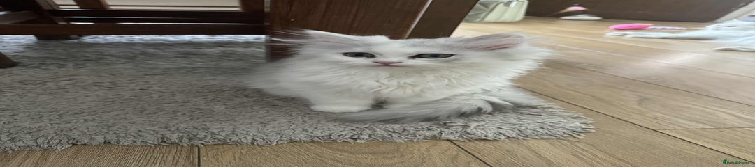 Persian Kitten 2