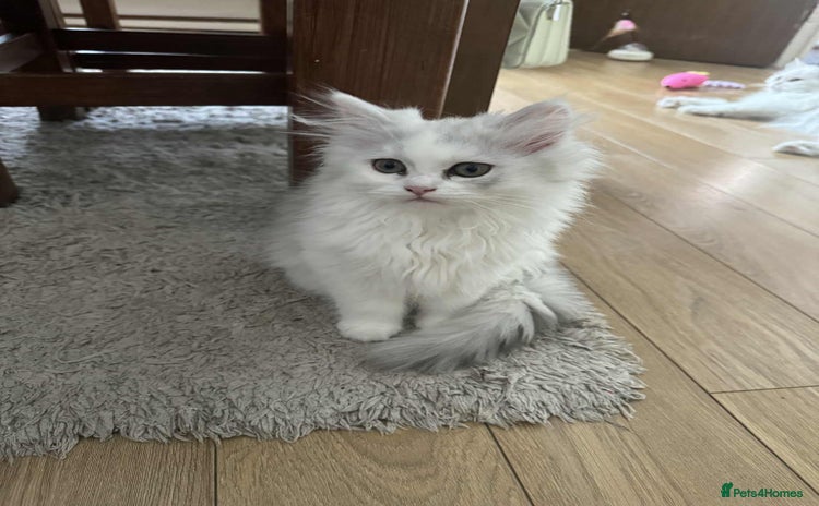 Persian cats - Advert 10