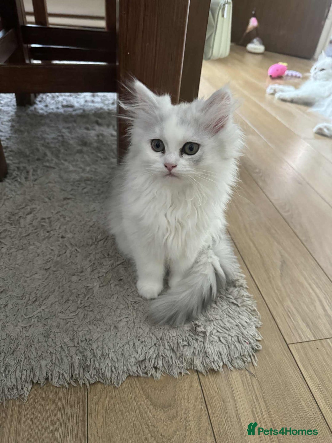 Persian cats for sale: Persian kittens, 1 white/gray girl - Image 1