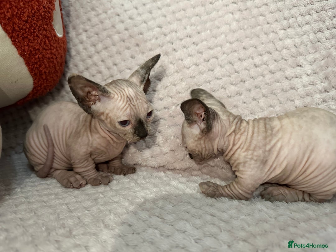 Sphynx cats for sale: Bambino kittens Ready now! - Advert 6