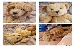 Cavapoo dogs for sale: 5 month old f1 beautiful cavapoo £1100 - Image 2