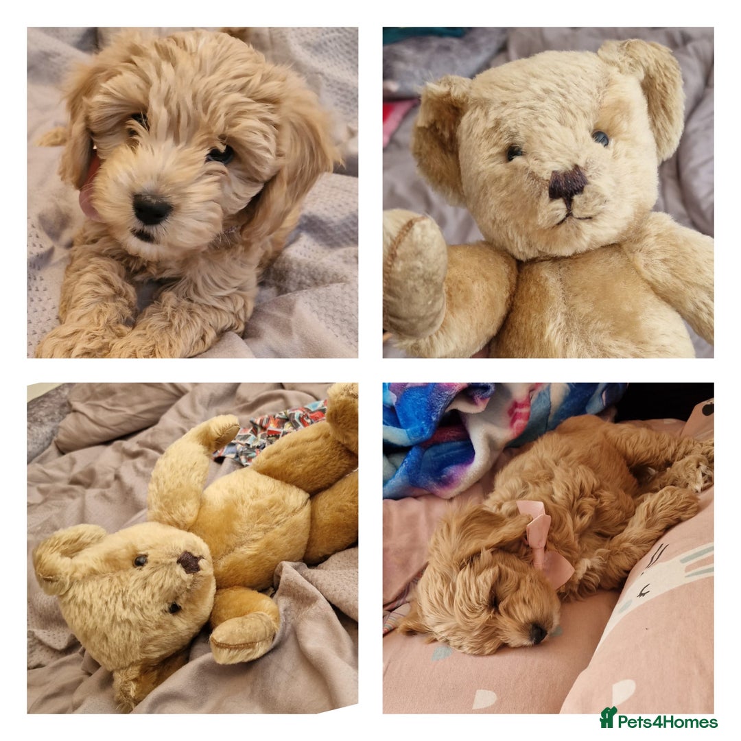 Cavapoo dogs for sale: 5 month old f1 beautiful cavapoo £1100 - Image 2