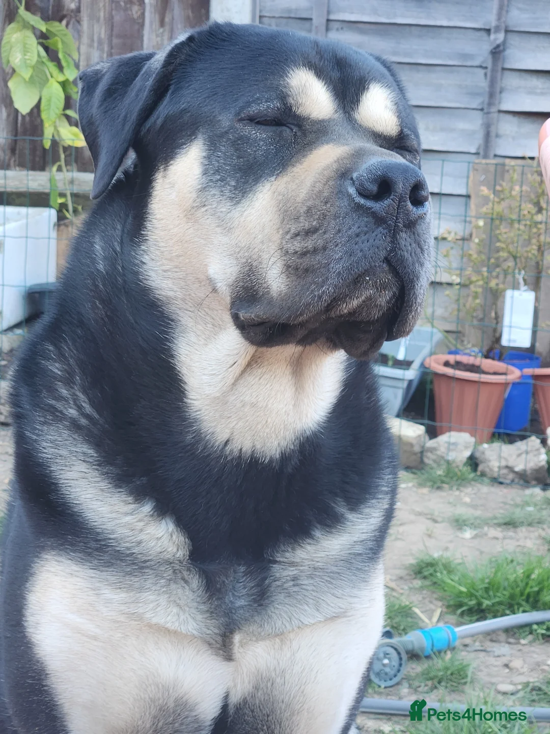 Mixed Breed dogs for sale: Deku   - Advert 10