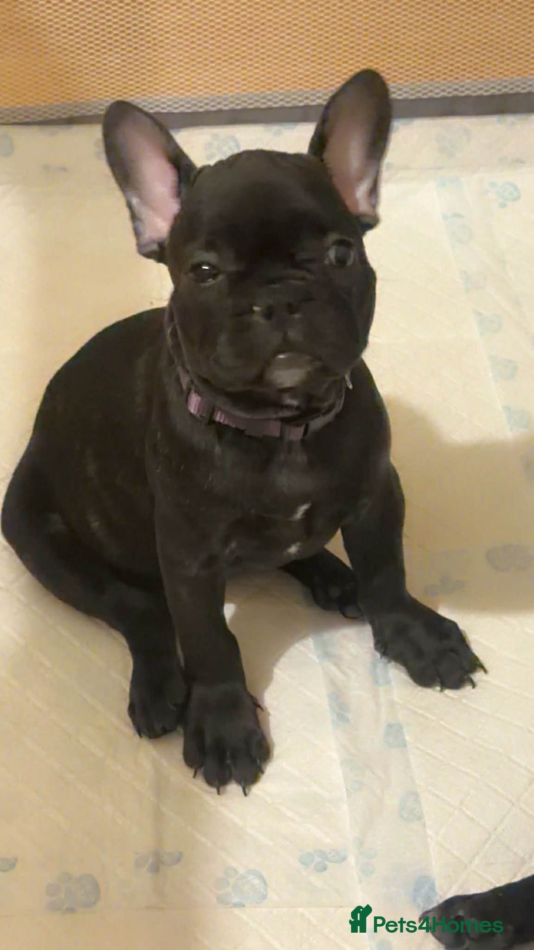 French Bulldog dogs for sale: French puppies  - Advert 37