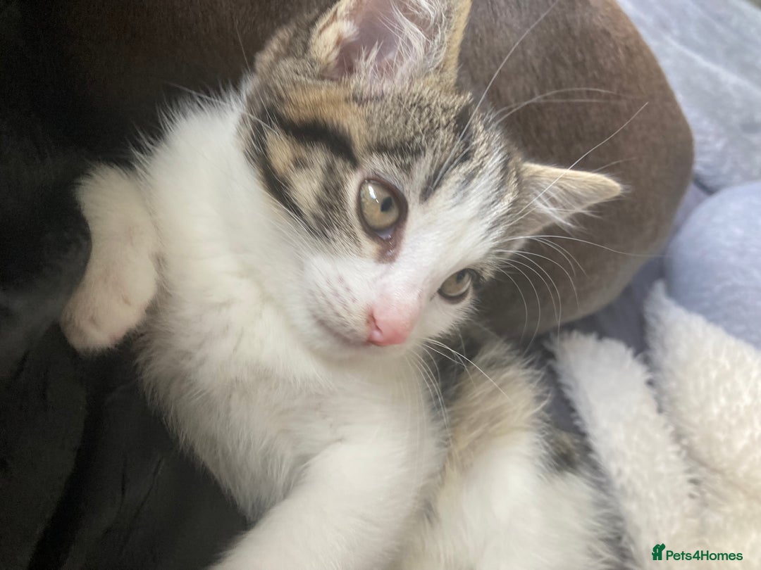 Mixed Breed cats for sale: 2 x 11 week old Female Kittens must go together!  - Image 5