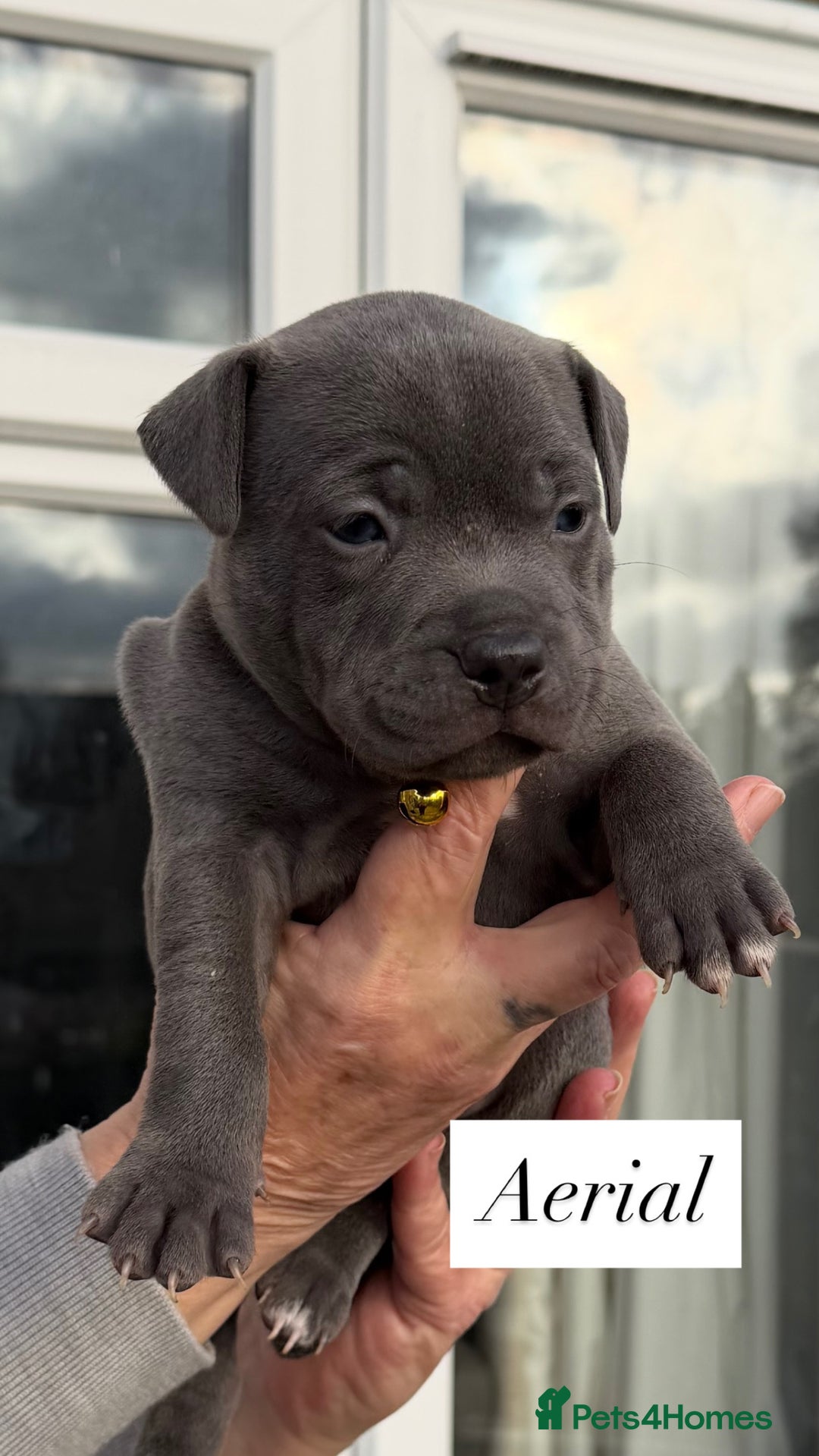 Staffordshire Bull Terrier dogs for sale: 5 beautiful blue Staffordshire puppies  - Advert 4