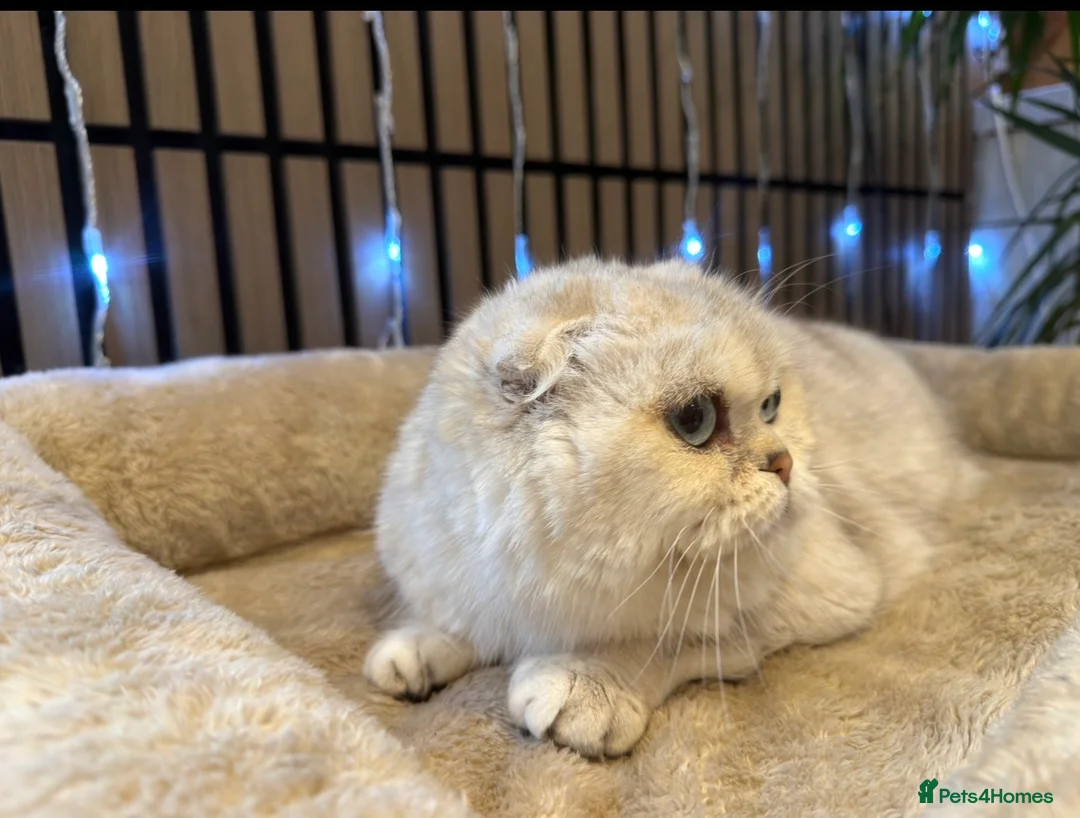 Scottish Fold cats for sale: Chinchilla Queen for sale - Advert 3